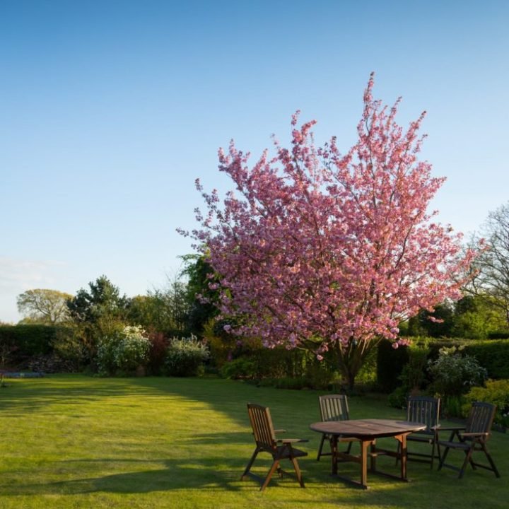 gardener lawn tree